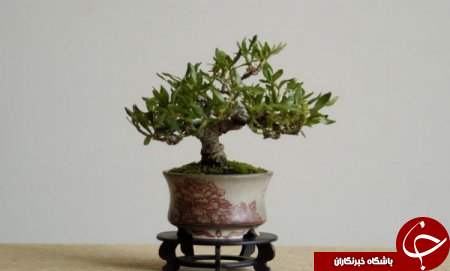 زیباترین بونسای های دنیا را باخود حمل کنید+تصاویر