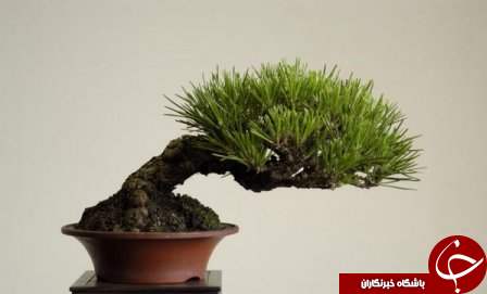 زیباترین بونسای های دنیا را باخود حمل کنید+تصاویر
