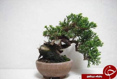 زیباترین بونسای های دنیا را باخود حمل کنید+تصاویر