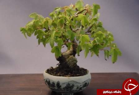 زیباترین بونسای های دنیا را باخود حمل کنید+تصاویر