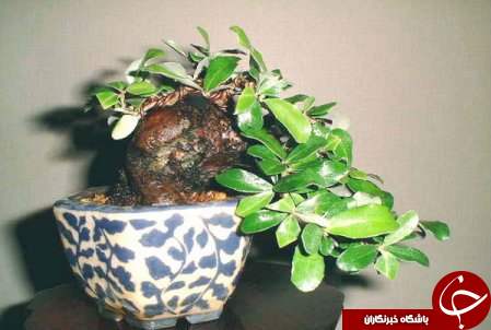 زیباترین بونسای های دنیا را باخود حمل کنید+تصاویر