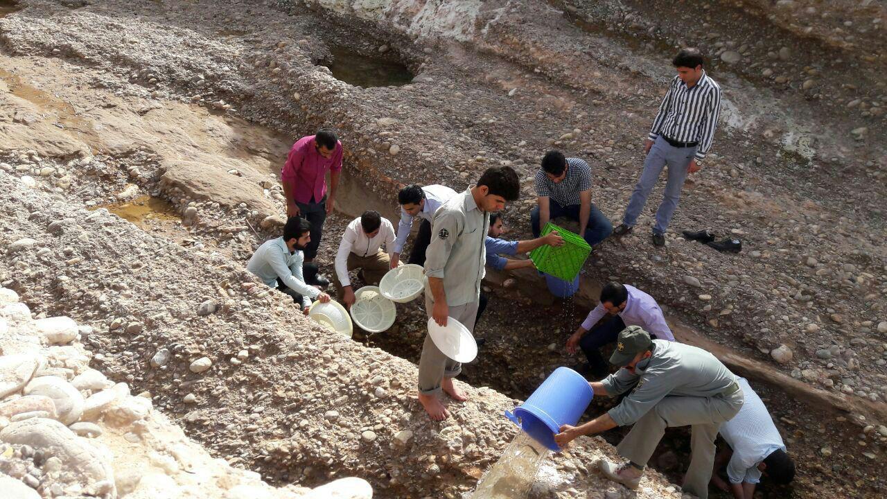 تلاش برای نجات بچه ماهی ها