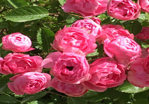 امروز آسمان آفتابی است