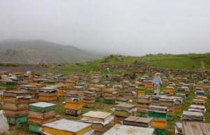 استقرار45 هزار کندوی زنبور عسل