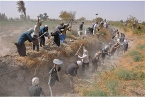 سنت حشر با همکاری جهاد کشاورزی در سیستان احیاء شد
