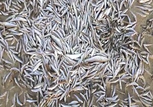 مرگ دسته‌جمعی بچه ماهی‌ها + فیلم