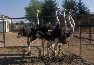 بهره برداری واحدهای صنعتی پرورش صنعتی شتر مرغ