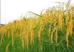 آغازکشت شلتوک در بخش دارخوین شادگان