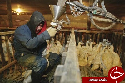 بیشترین مشتری برای منفورترین فست&zwnj;فود در آمریکا + آمار