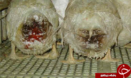 بیشترین مشتری برای منفورترین فست&zwnj;فود در آمریکا + آمار
