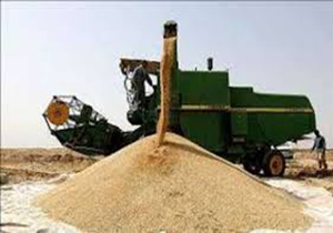 راه اندازی 5 مرکز خرید تضمینی محصولات کشاورزی دربردسکن