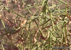 ترنجبین با خواص دارویی فراوان