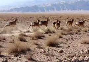 دستگیری شکارچیان آهو در خواف