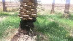 شیوع دو آفت چوبخوار خرما