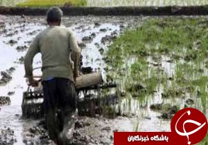 پایان مرحله اول آب گذاری کانال های کشاورزی در گیلان