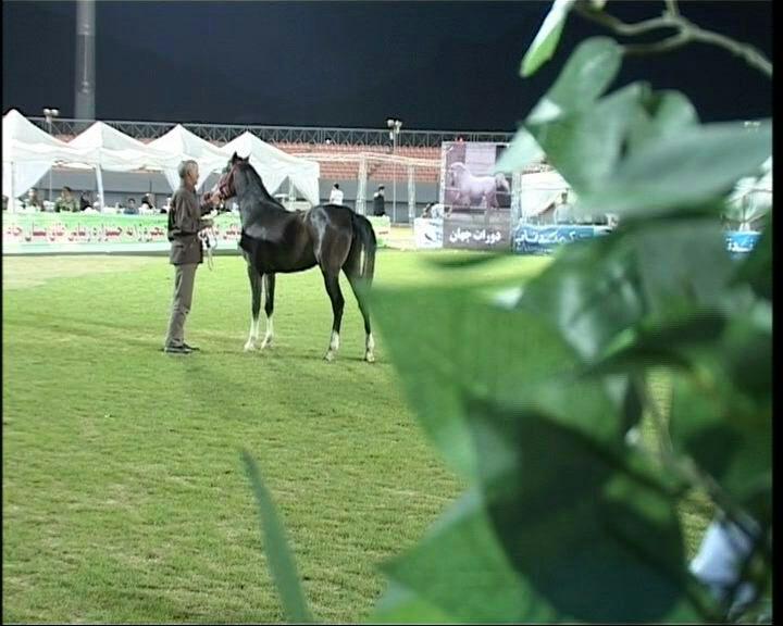 پایان جشنواره اسب اصیل عرب و کرد طاق بستان در کرمانشاه