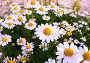 معجزه با گیاه بابونه