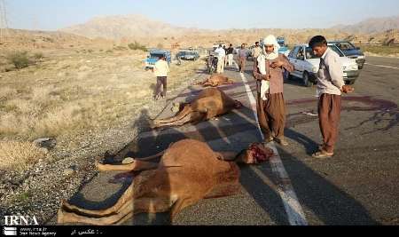 8کشته و مجروح حاصل برخورد پژو حامل افاغنه با شترها