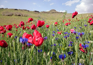 لاله&zwnj;های سرخ روستای قاضی کندی + تصاویر