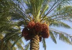 خرما اکسیر انرژی برای روزه داران