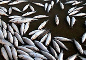 خسارت 6 میلیارد تومانی به اکوسیستم رودخانه زاینده رود