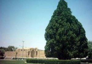 جاذبه های طبیعی ابرکوه میزبان مسافران تابستانی