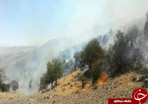 آتش در تنگ خرسی پاسارگاد دوباره شعله ور شد + تصاویر