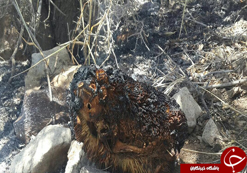 مهار آتش سوزی در منطقه جنگلی خرسی پاسارگاد + تصاویر