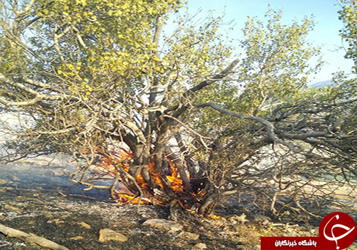 آغاز دوباره آتش سوزی در تنگ خرسی پاسارگاد از صبح امروز + تصاویر