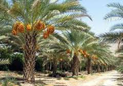 آغازعملیات خوداجرایی سمپاشی نخلستان های آبادان