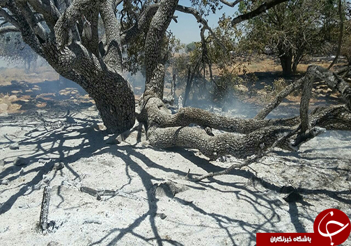 آتش سوزی تنگ خرسی پاسارگاد به روایت تصویر