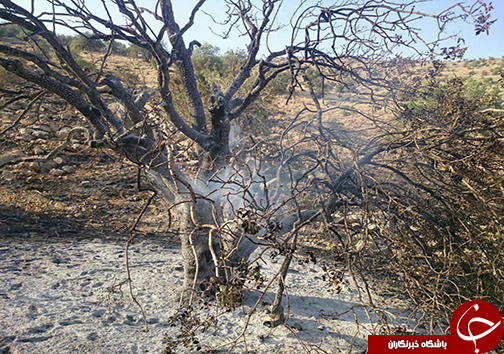 آتش سوزی تنگ خرسی پاسارگاد به روایت تصویر