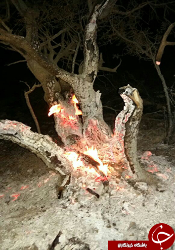 آتش سوزی تنگ خرسی پاسارگاد به روایت تصویر
