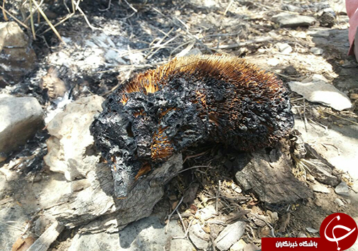 آتش سوزی تنگ خرسی پاسارگاد به روایت تصویر