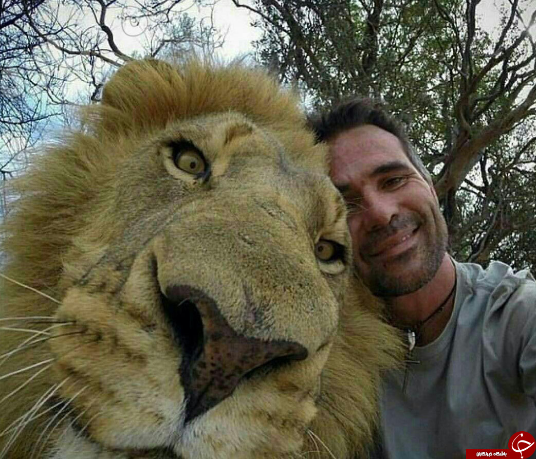 تولید هندوانه های به شکل قلب
