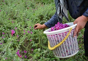 برداشت ۶۰۰ کیلوگرم گل گاو زبان از مزارع الموت غربی
