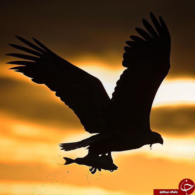 حیوانات از نگاه دوربین نشنال جئوگرافی +13 عکس