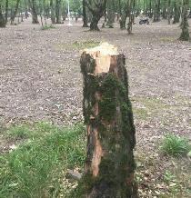 قطع غیرقانونی درختی در کارنبوده، از النگدره محافظت می کنیم