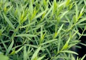 ترخون یک گیاه سم زدا