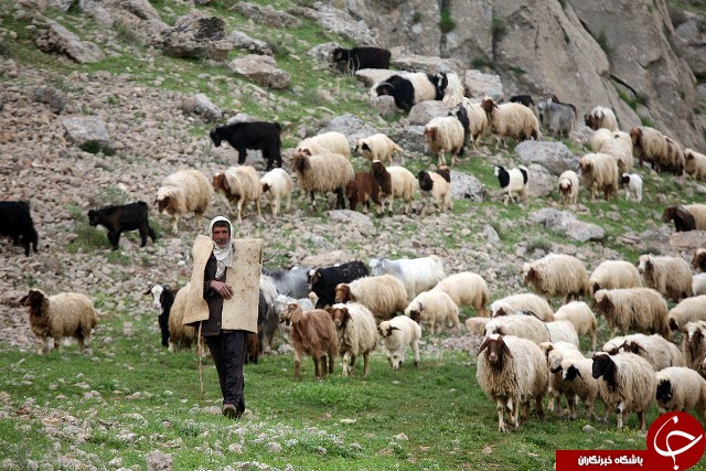 عکس هایی که بوی زندگی می دهد