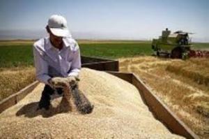 خریداری 800 هزار تن گندم در گلستان قطب دوم  این محصول