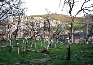 احیا مجدد باغات سراب قنبر کرمانشاه
