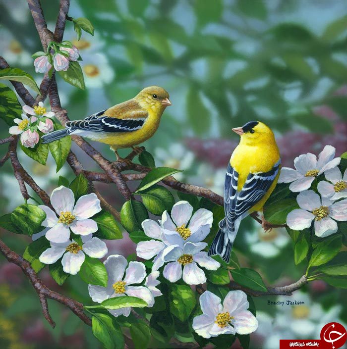 رنگهایی که جان دوباره به پرندگان می دهد+تصاویر