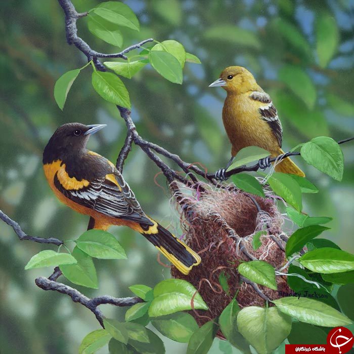 رنگهایی که جان دوباره به پرندگان می دهد+تصاویر
