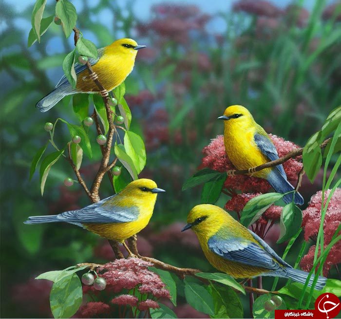 رنگهایی که جان دوباره به پرندگان می دهد+تصاویر