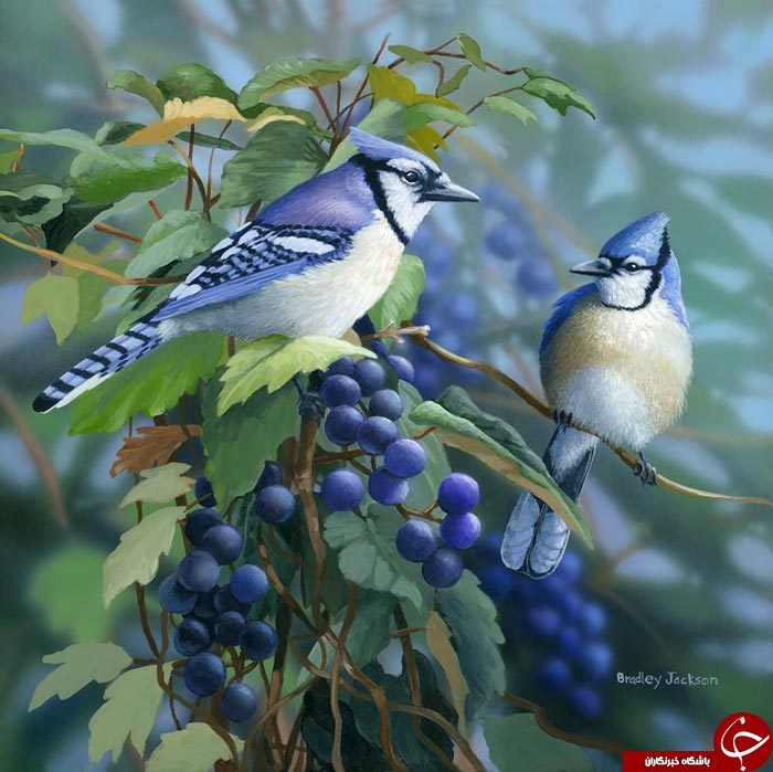رنگهایی که جان دوباره به پرندگان می دهد+تصاویر