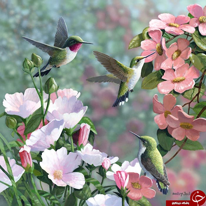رنگهایی که جان دوباره به پرندگان می دهد+تصاویر