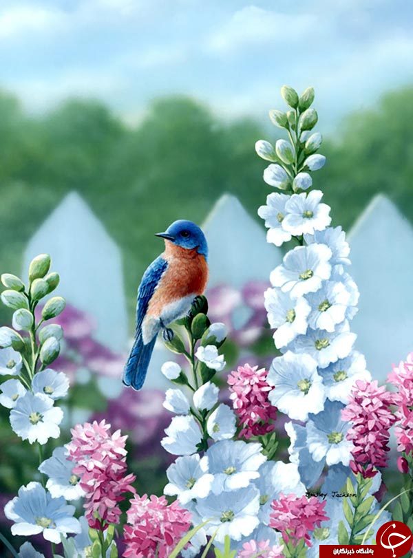 وقتی پرندگان روی بوم نقاشی لانه می کنند+تصاویر