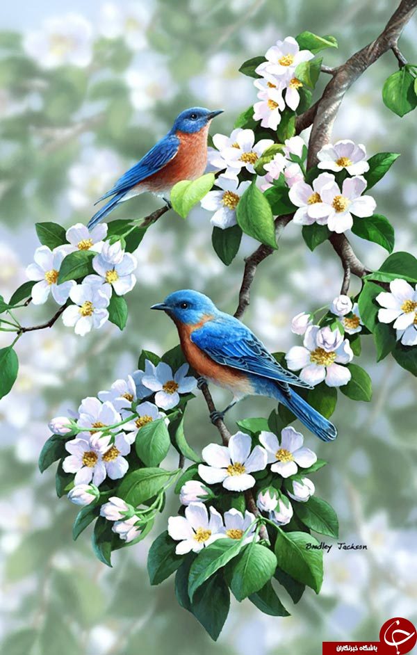وقتی پرندگان روی بوم نقاشی لانه می کنند+تصاویر