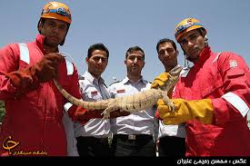 زنده گیری گونه نادر 